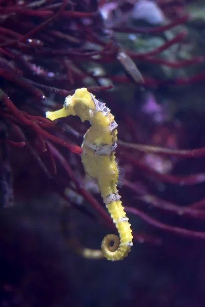 Blurry Photo Lined Seahorse Hippocampus Erectus Sea Aquarium — Stock Photo, Image