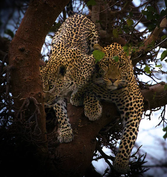 Tiger Auf Baum Tansania — Stockfoto