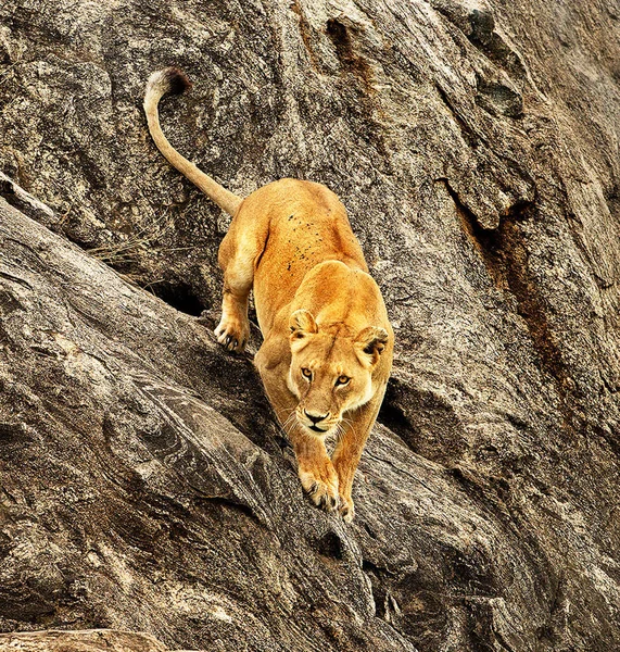 坦桑尼亚 树上的老虎 — 图库照片