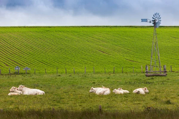 Vaches Bétail Dans Nature Paysage Rural — Photo