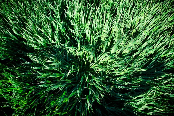 Влияние Ветра Вид Пшеницы — стоковое фото