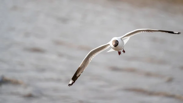 Seagull Flying Ocean — Stock Photo, Image