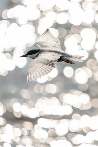 自然の中の美しい鳥 野生生物の動物たち — ストック写真