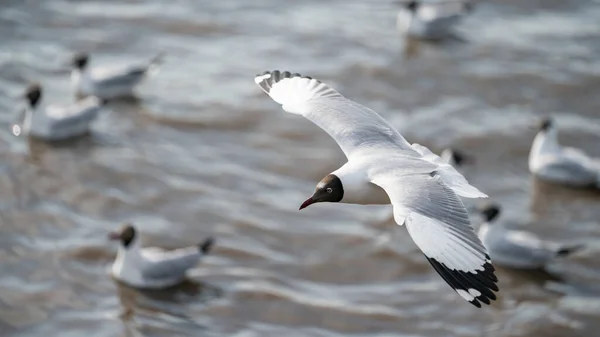 Seagulls Flying Ocean — Stock Photo, Image