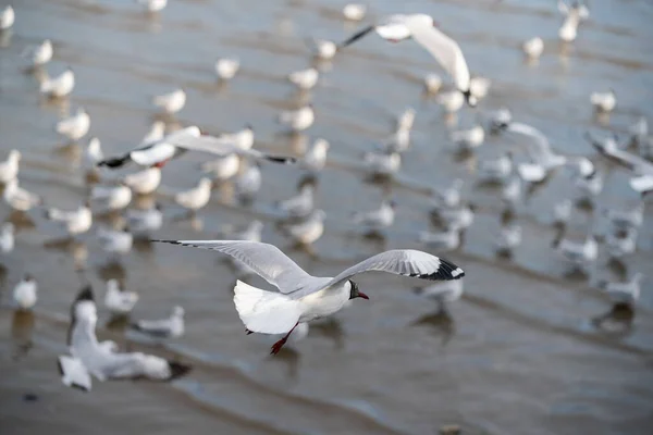 Seagulls Flying Ocean — Stock Photo, Image