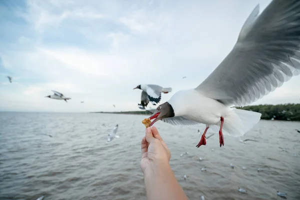 Gaivotas Voando Para Comer Comida Mão — Fotografia de Stock