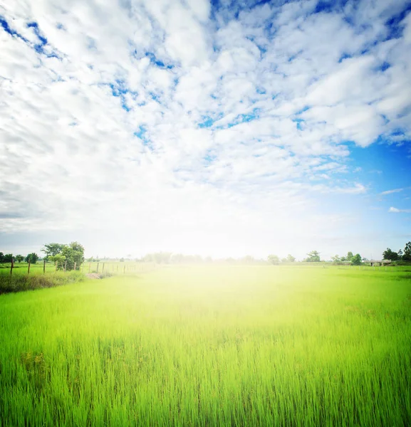 rice paddy field scenic view