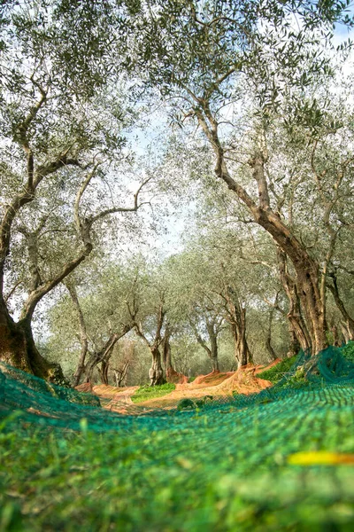 Piękny Ogród Oliwny Olive Harvest — Zdjęcie stockowe