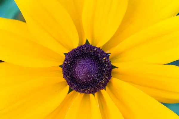 Θραύσμα Από Ένα Κίτρινο Λουλούδι Κοντινό Πλάνο — Φωτογραφία Αρχείου