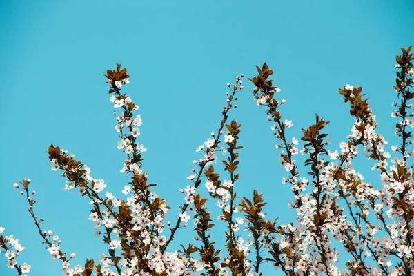 Bloom Guajakové Krásné Květy Jaře — Stock fotografie
