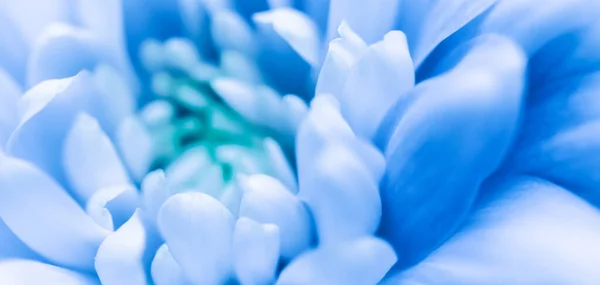 Αφηρημένο Φόντο Λουλουδιών Μπλε Χρυσάνθεμο Λουλούδι Μακρο Λουλούδια Φόντο Για — Φωτογραφία Αρχείου