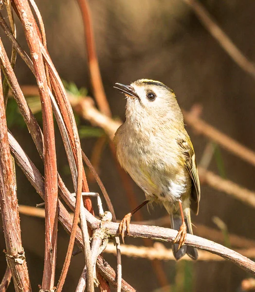 Van Dichtbij Bekijken Van Vogel Natuurlijke Habitat — Stockfoto