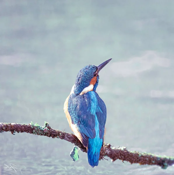 Portrait Beautiful Bird — Stock Photo, Image