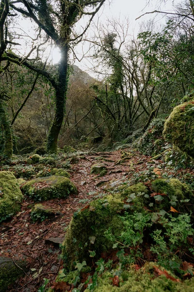 Wild Forest Middle Galicia Sunny Day — Stok fotoğraf