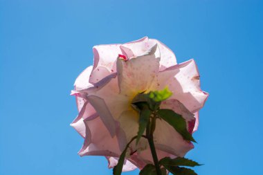 Colorful Rose Flower on a sky background