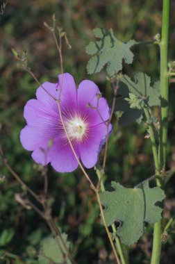 güzel çiçekler, doğa ve bitki konsepti