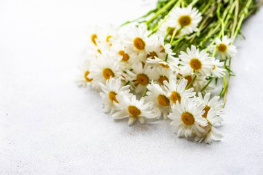 Yaz arkaplanı olarak beyaz papatya çiçekleri