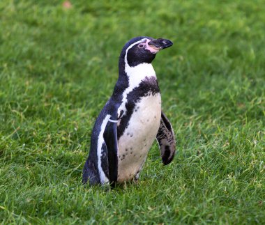Şili Vahşi Yaşam arkaplan görüntüsü 