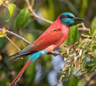 Doğal ortamdaki kuşun yakın görüntüsü