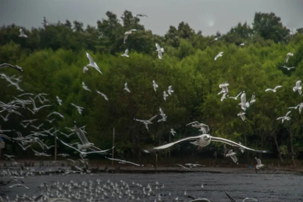 See Seagulls Flying Water — Stock Photo, Image