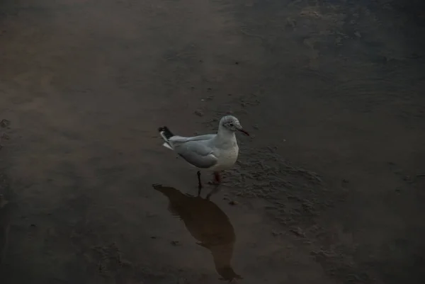 See Seagulls Walks Water — Stock Photo, Image
