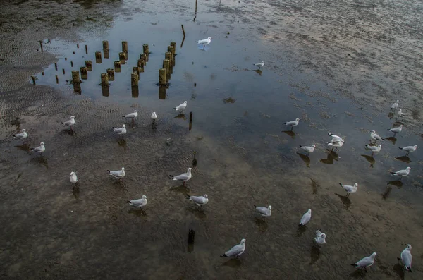 See Seagulls Water — Stock Photo, Image