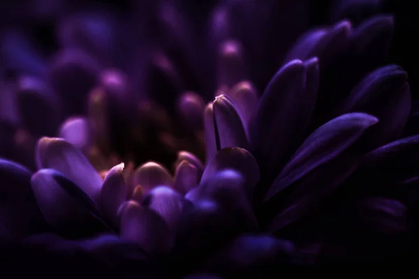 Μοβ Πέταλα Λουλουδιών Μαργαρίτα Άνθιση Αφηρημένο Ανθισμένο Φόντο Τέχνης Λουλουδιών — Φωτογραφία Αρχείου