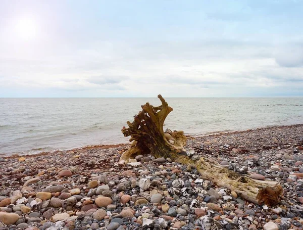 Błękitne Niebo Nad Poziomem Morza Upadłe Drzewo Kamienistym Wybrzeżu — Zdjęcie stockowe