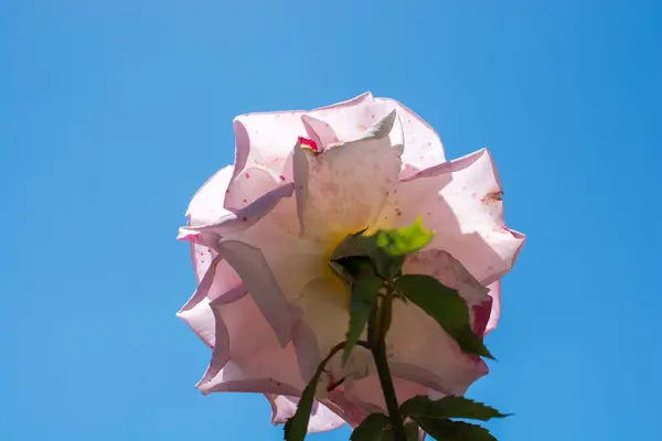 Flor Rosa Colorida Fundo Céu — Fotografia de Stock