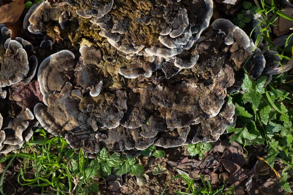 Funghi Che Crescono Tronco Albero — Foto Stock