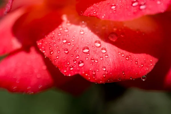 Rose petals with water drops on it
