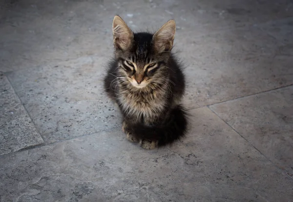 귀여운 아름다운 고양이를 집에서 기르는 — 스톡 사진
