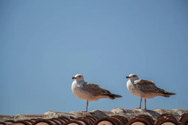Чайки Сидят Крыше — стоковое фото
