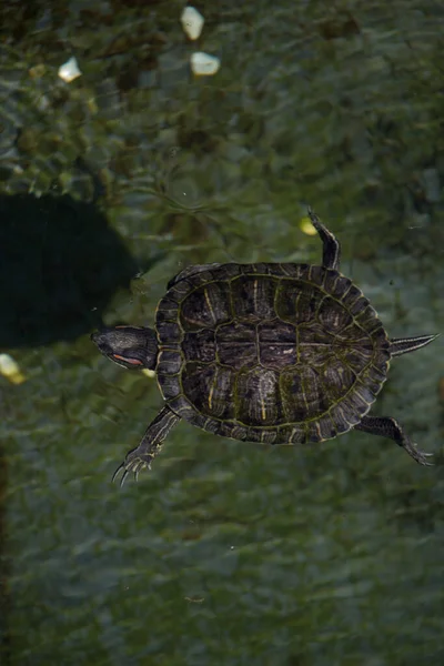 Lonely Turtle Swimming Lake — Stock Photo, Image