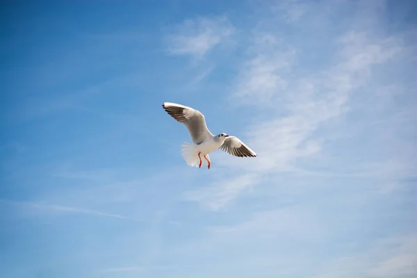 Una Sola Gaviota Volando Azul Cielo — Foto de Stock