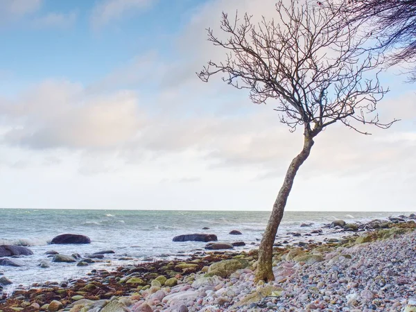 Romantic Sunset Sea Stony Beach Bended Tree Baltic Sea — Fotografia de Stock