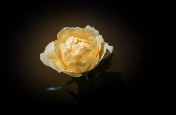 Ανθίζοντας Όμορφο Πολύχρωμο Τριαντάφυλλο Απλό Φόντο — Φωτογραφία Αρχείου