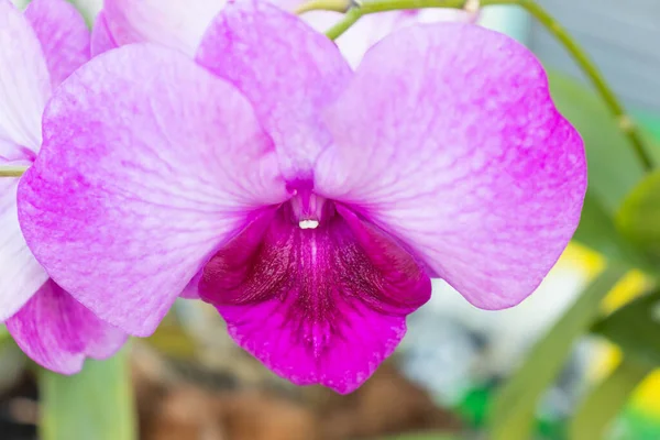 Fiore Tropicale Viola Del Orchid Orchidea Viola — Foto Stock