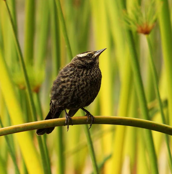 Närbild Fågeln Naturlig Miljö — Stockfoto