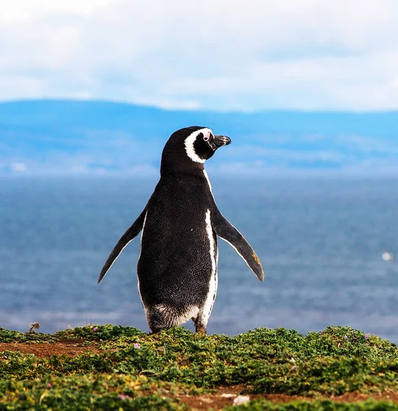 チリ野生生物の写真の背景ビュー — ストック写真