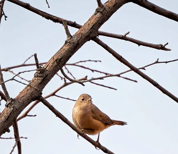 Vista Cerca Del Pájaro Hábitat Natural —  Fotos de Stock