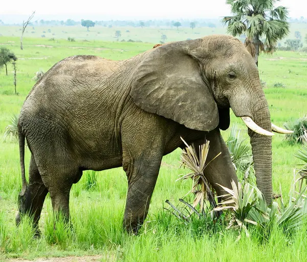 Elefante Africano Uganda — Foto Stock