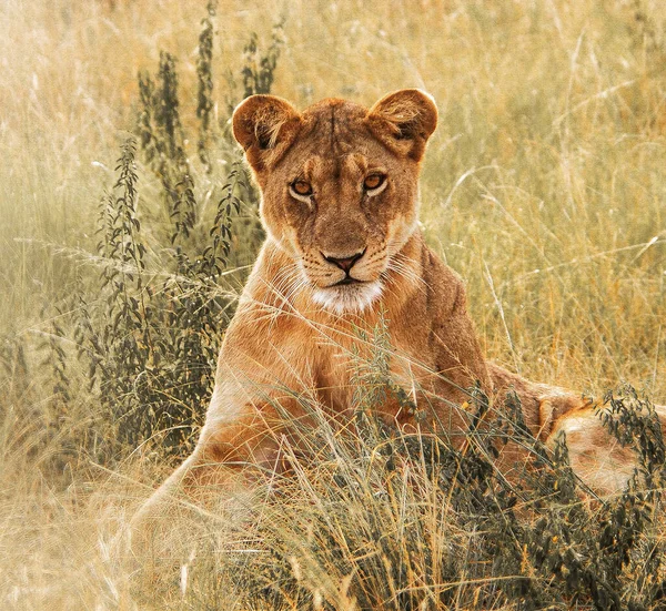 Lioness Uganda National Park — Stock Photo, Image