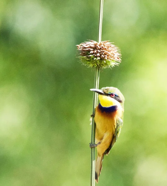 Güzel Parlak Kuş Dalda — Stok fotoğraf