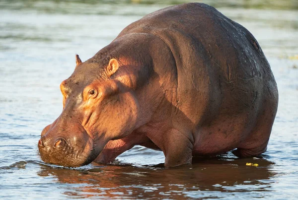 Hipopótamo Lago — Foto de Stock