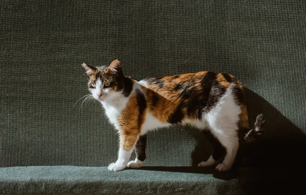 可爱猫咪作为家养动物的肖像 — 图库照片