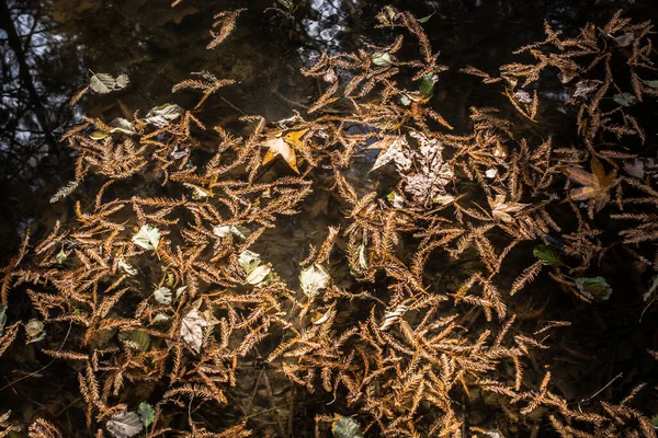 葉のテクスチャーと水の背景 乾燥した葉のテクスチャ — ストック写真