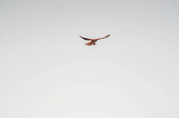 Kestrel Watches Nature Looks Prey — Stock Photo, Image