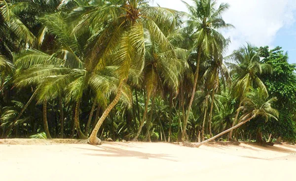 Пейзаж Морского Побережья Пальмами — стоковое фото