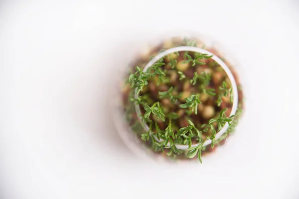 Küçük Mercimek Filizleri Yakın Çekim Manzarası — Stok fotoğraf